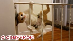 Приколы с котами! С ОЗВУЧКОЙ! САМЫЕ СМЕШНЫЕ ЖИВОТНЫЕ! Смешные коты и собаки! УГАР!!