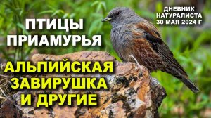 Птицы Приамурья. Дневник натуралиста. 30 мая 2024 г.