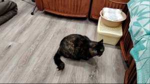 Я вся в расстройстве🤨