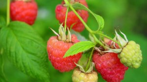 МАЛИНА ВАЛЕНТИНА ЛУЧШИЙ СОРТ