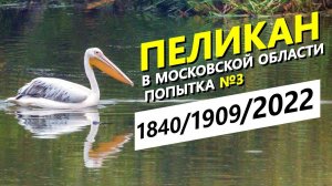 Розовый пеликан в Московской области