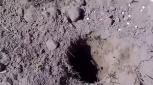 Сажаю луковицы гладиолусов. Обзор