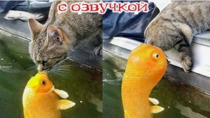 ПРИКОЛЫ С КОТАМИ! Самая смешная озвучка животных! ДО СЛЁЗ