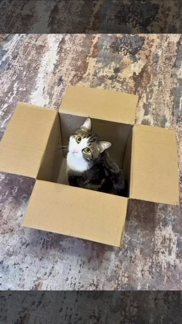 Когда у тебя есть кот