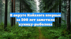 В округе Кайахога впервые за 200 лет заметили куницу-рыболова