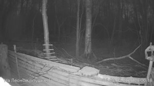 LIVE: На лесной опушке. Природа онлайн