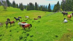 Коран сура  Аль-Кахф чтец Мухаммад аль-Факих