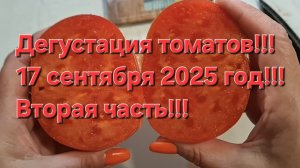 Дегустация томатов!!! 17 сентября 2025 год!!! Вторая часть!!!