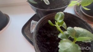 24-12-2025 МОРОЗ И СОЛНЦЕ 🌞👍/ОТВЕТ НАТАЛЬЕ✅/жизнь  здесь и сейчас ❤️❤️❤️