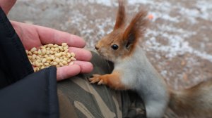 Холодно. Покормил незнакомую белку