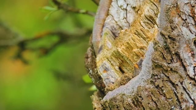 4K Природа про Животных дичайших смотреть онлайн