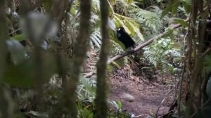 Брачный танец райской птицы