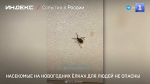 Насекомые на новогодних ёлках для людей не опасны