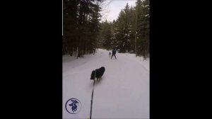 Скриджоринг . Тренировочный заезд. Парк Прибрежный.