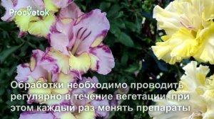 Как правильно посадить гладиолусы.