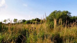 Прогулка в поле -1