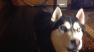 Хаски разговаривает