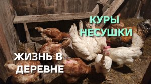 Жизнь в деревне Куры в шоке у них стресс из-за перепадов температуры перестали нестись что делать