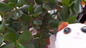 история про котиков