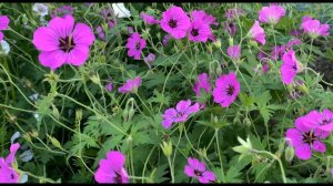 Герань Патриция Patricia