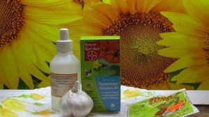 Отвечаю на вопросы зрителей. Чем заменить Превикур при посеве семян.