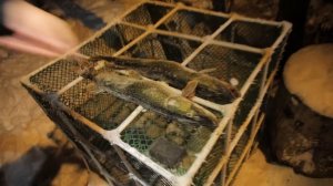 На вездеходах В ТАЙГУ, за таёжными ЩУКАМИ!