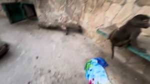 Мы пришли к Мане, Степе и Тосе, я не смогла даже снимать, малыши повязали меня по рукам и ногам)))