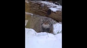 "Его поступь, как ветер, легка"!