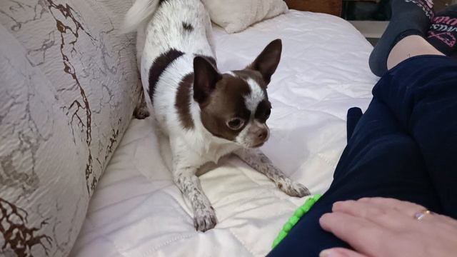 Буськины игры на диване смотреть онлайн