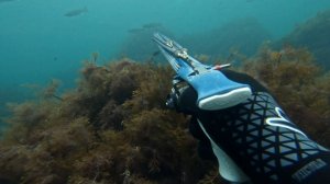 Между тишиной и суетой / Подводная охота на кефаль