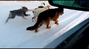 Сриджоринг . Тренировки собак. Кинолог Игорь Алтайский