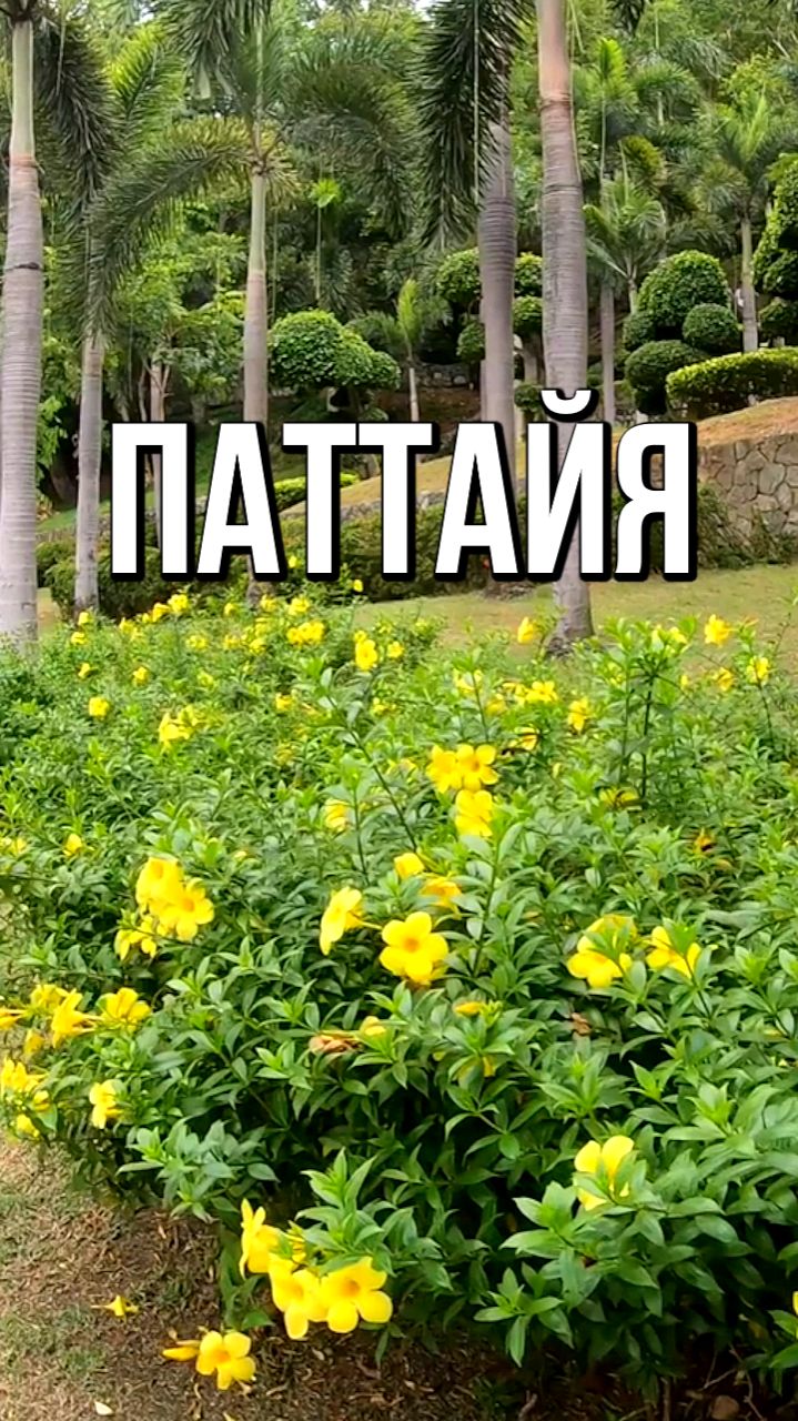 Парк в Паттайе смотреть онлайн