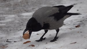 Белки и вороны. Зарисовка