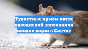Туалетные крысы после наводнений заполонили канализации в Сиэтле