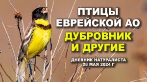 Птицы Еврейской автономной области. Дневник натуралиста 28 мая 2024 г.