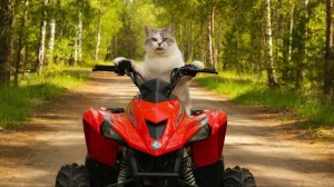 РАЗВЛЕКАТЕЛЬНОЕ ВИДЕО ДЛЯ ДЕТЕЙ | ВИДЕО ЗАЛИПАЛКА АСМР