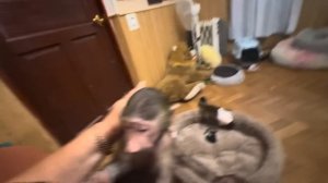 Анфиса воюет с Владом за кукурузу и не хочет делиться с Фиником)))