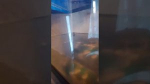 это я опять