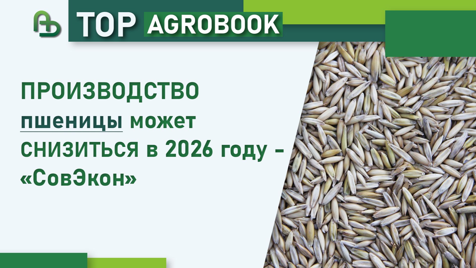 Производство пшеницы может снизиться в 2026 году - «СовЭкон» | TOP Agrobook: обзор аграрных новостей смотреть онлайн