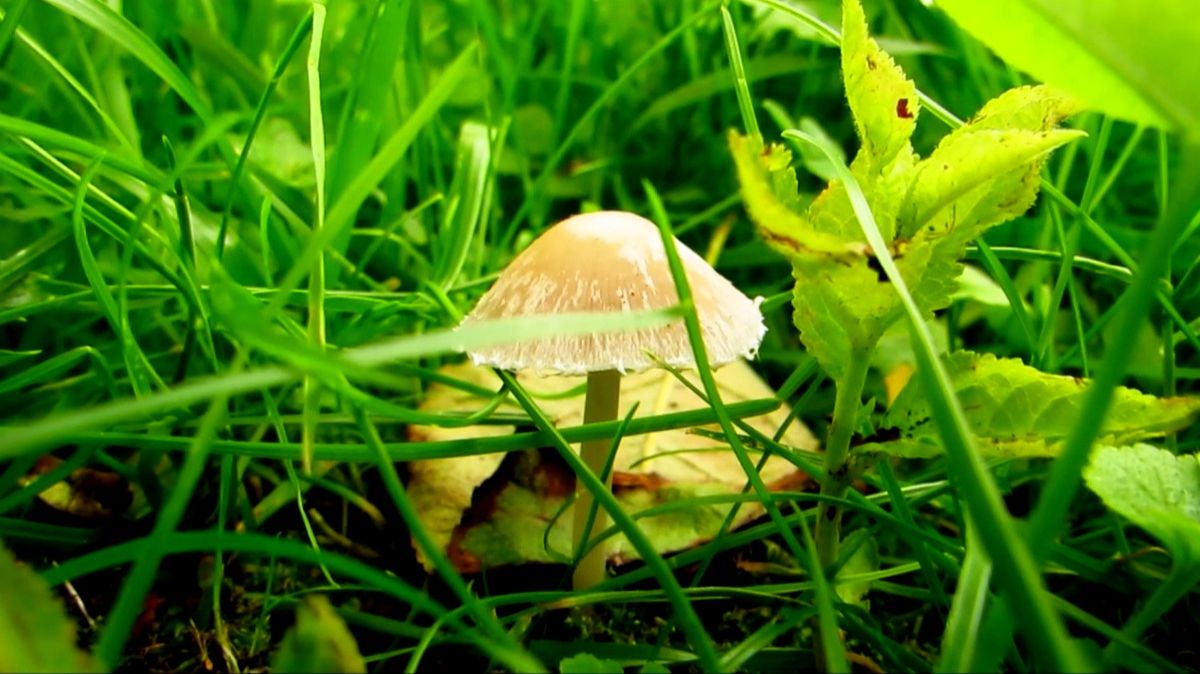 Вот такие грибы смотреть онлайн