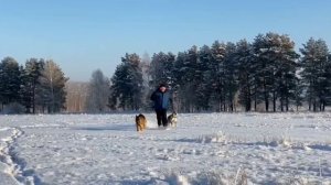 Дрессировка собак. Кинолог Игорь Алтайский. Качество основа репутации.