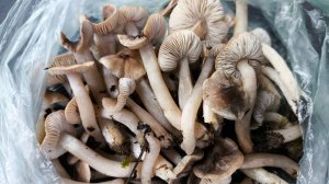 Тихая охота 22 декабря 2025