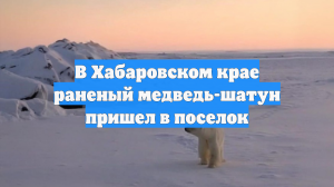 В Хабаровском крае раненый медведь-шатун пришел в поселок