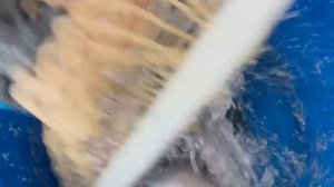 привоз новой партии форели на водоём