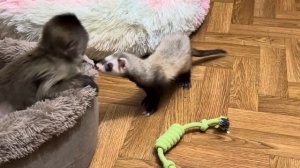 Хорек Лара так всегда радуется встрече с друзьями, она ТАНЦУЕТ и ПИЩИТ)))