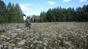 25. Металлокоп с Quest X5. "Зелëная зима" в самом разгаре. Поиск по высокой траве.