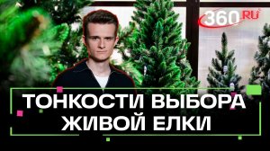 Как выбрать живую елку и довезти ее без штрафов?