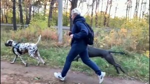 Физподготовка собак. Тренер Игорь Алтайский.