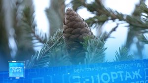 Праздник к нам приходит: ёлочные базары в столице Республики! Какие цены на зелёных красавиц?