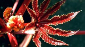 Полевые цветы !